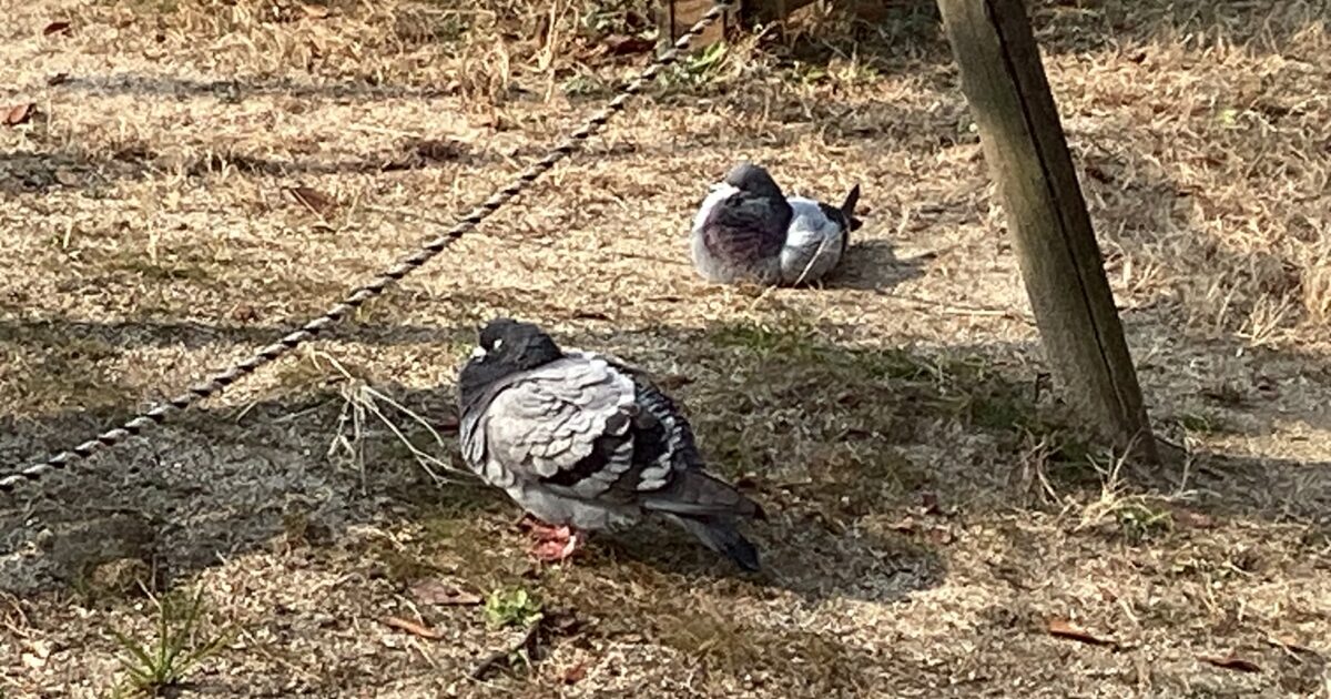 久方、あったかい日に•••🐦🐦🐦