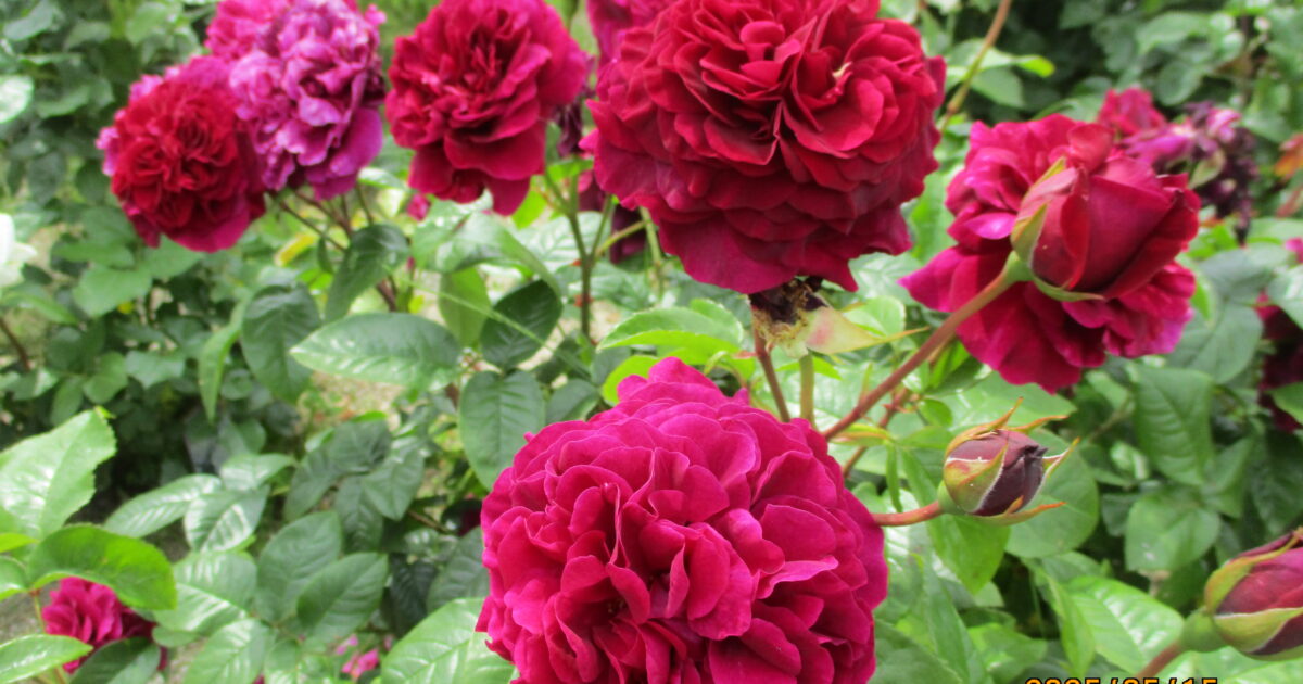 バラ散歩🌹