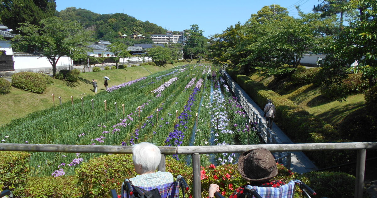 錦帯橋GH　菖蒲園へお出掛け