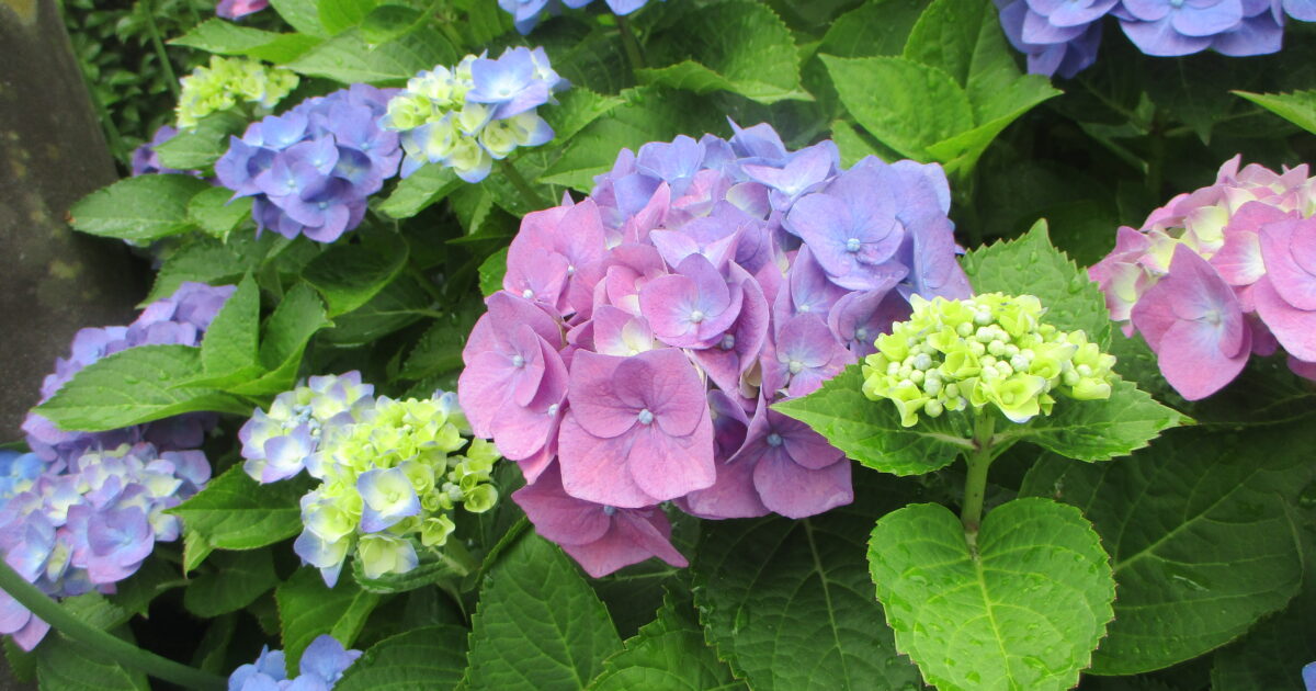 🌸紫陽花散歩🌺