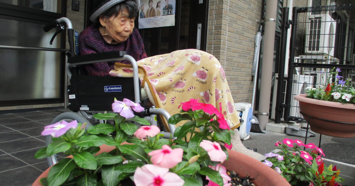 紫陽花散歩②