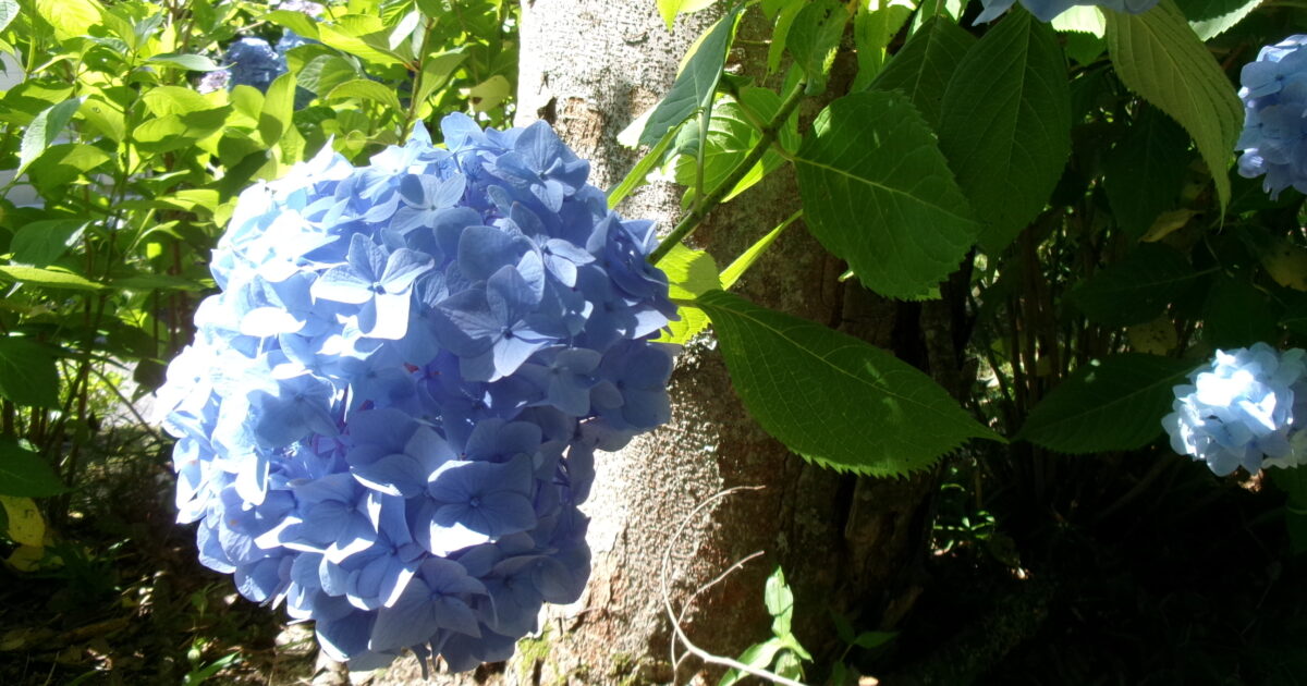 ★錦帯橋小規模★紫陽花を見に・・・