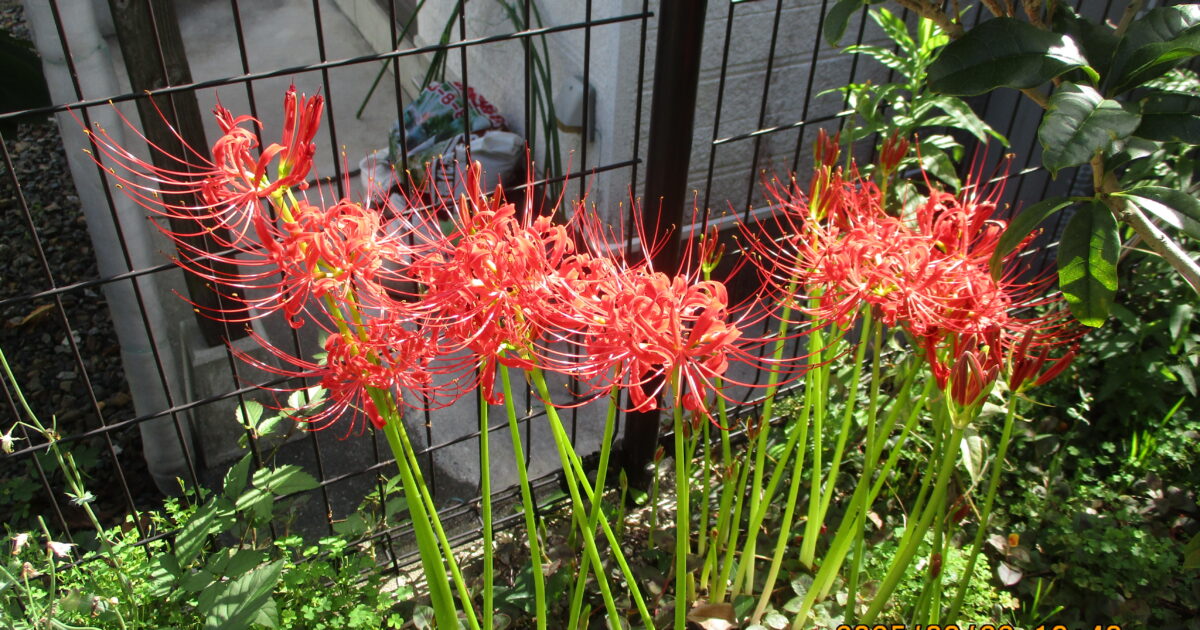 彼岸花🌹