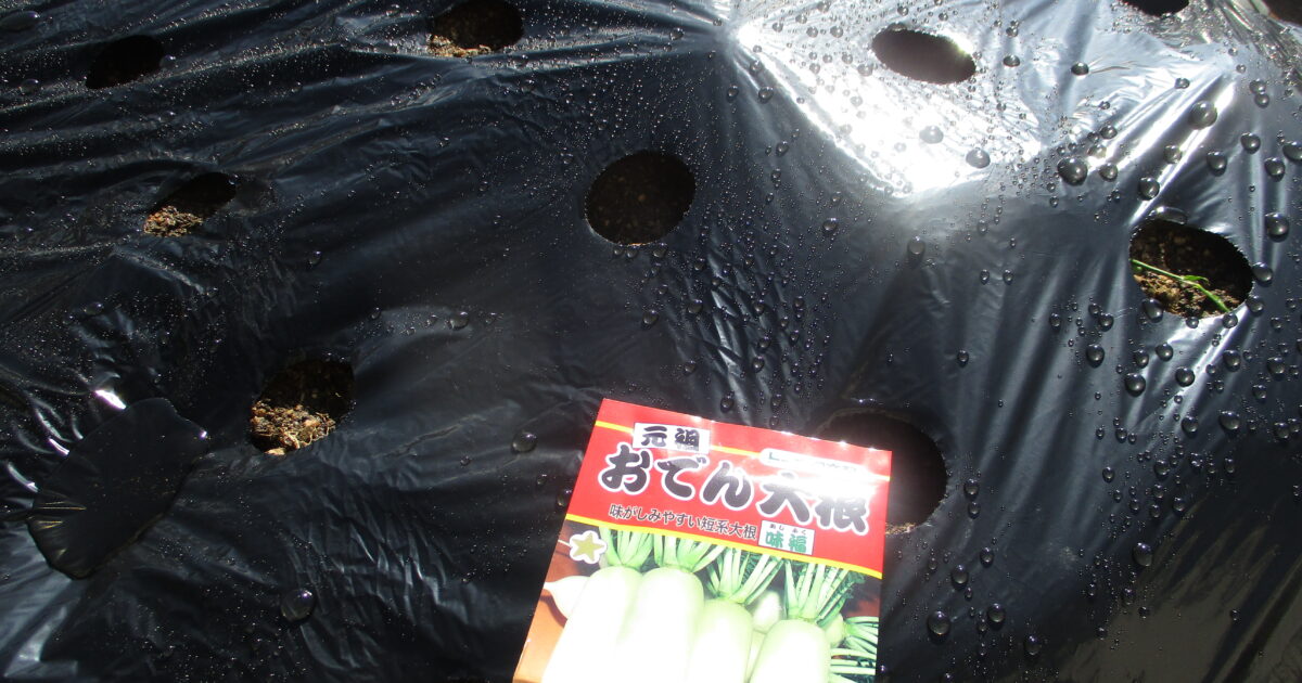 井口台　大根の種をまきました