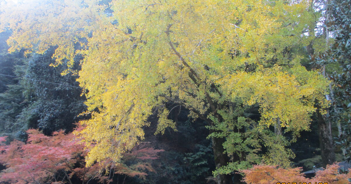 ～ 号外です！Nさま特大号📰 ～