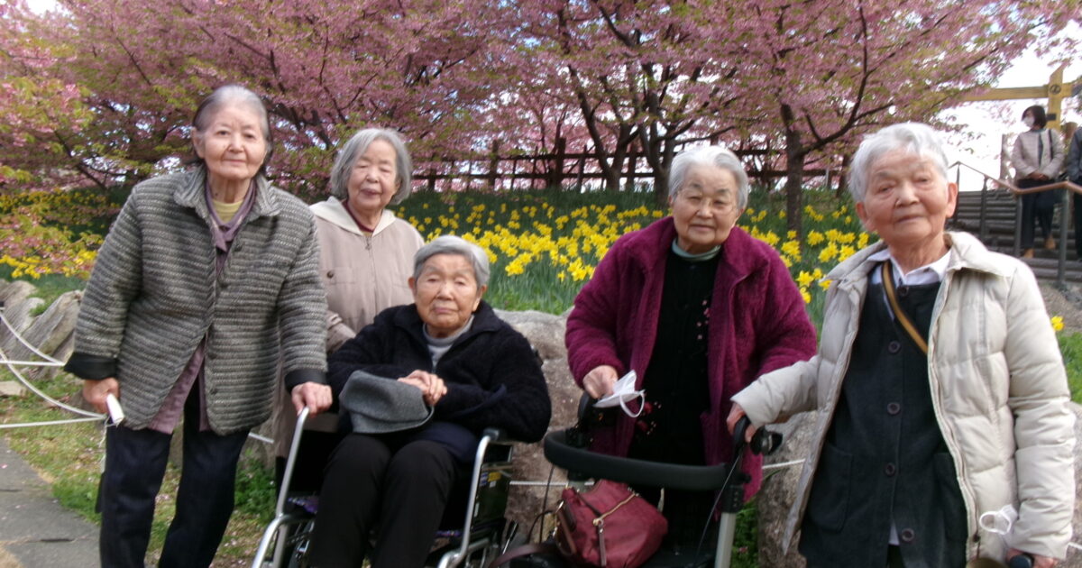 錦帯橋小規模☆河津桜を見に行きました🌸