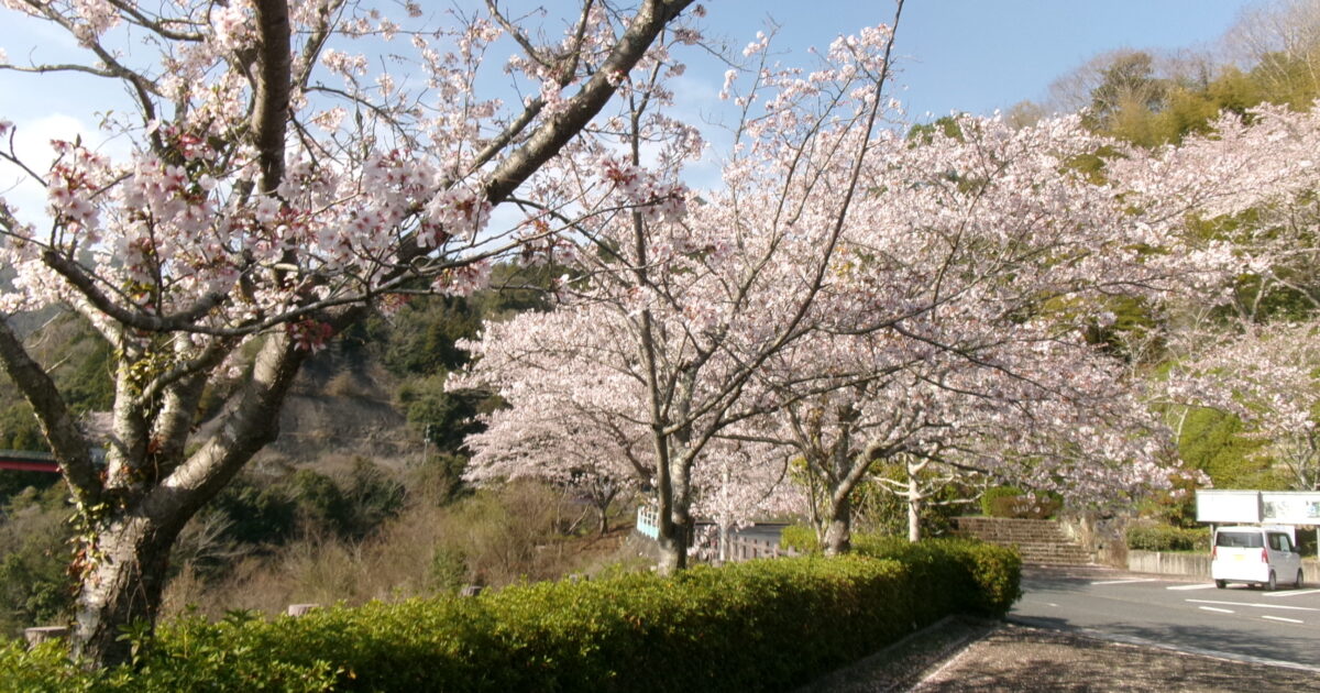 錦帯橋小規模☆お花見②🌸