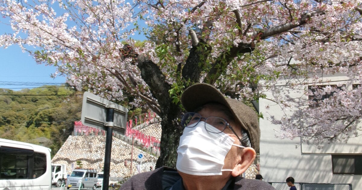 錦帯橋小規模☆お花見③🌸