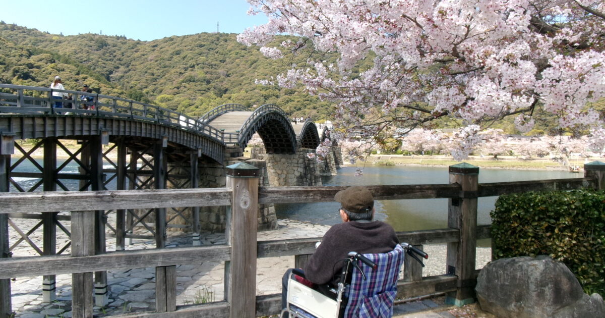 錦帯橋小規模☆お花見④