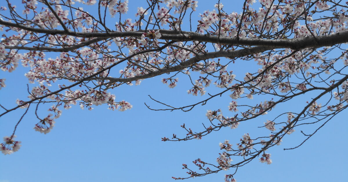 錦帯橋GH　お花見🌸
