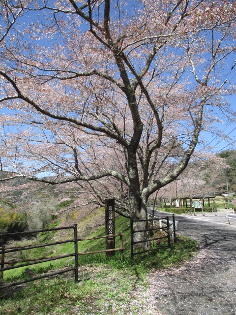 錦帯橋GH　お花見②🌸