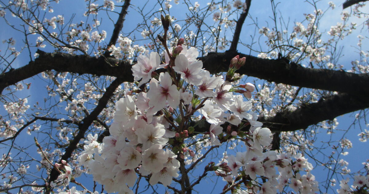 お花見会🌸パート１
