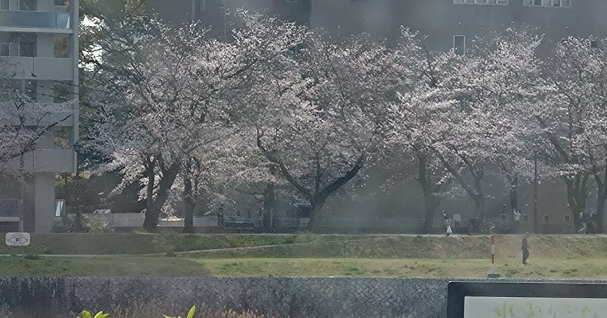 花見🌸