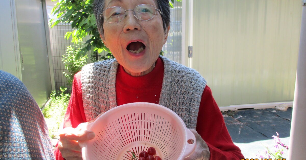 さくらんぼ収穫🧺🍒